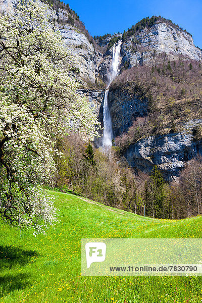 Seerenbach falls  Switzerland  Europe  canton  St. Gallen  area of Sargans  waterfalls  rocks  cliffs  meadow  blossom  pear tree  spring