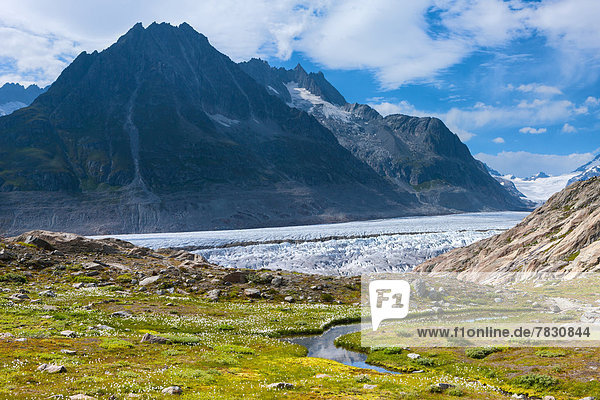 Europa Berg See Eis Natur Gletscher Moräne UNESCO-Welterbe Wollgras Schweiz Aletschgletscher
