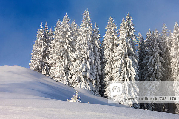 Europa Winter Wald Holz Tanne Schnee Schweiz