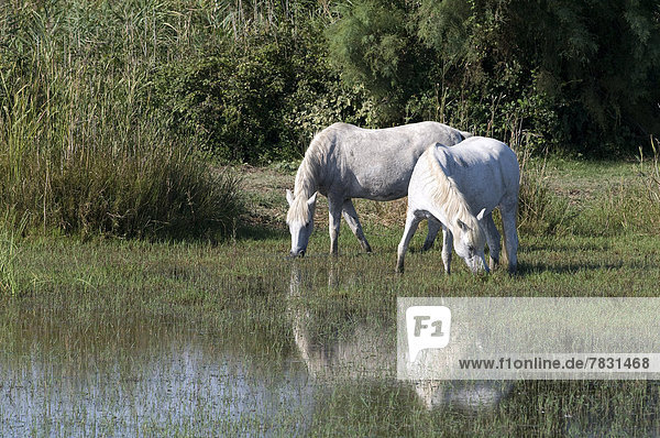 Wildpferd  equus ferus  Pferd  Equus caballus  Frankreich  Europa  Tier  Camargue  Teich  Schimmel