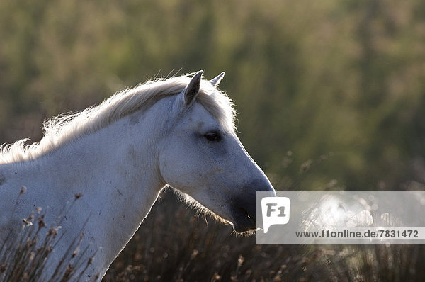 Wildpferd  equus ferus  Pferd  Equus caballus  Frankreich  Europa  Tier  Tierischer Kopf  Tierkopf  Camargue  Schimmel