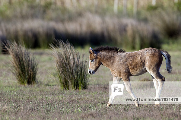 Europe Cheval Camargue Wild Horse Camargue France foal Equus caballus animal