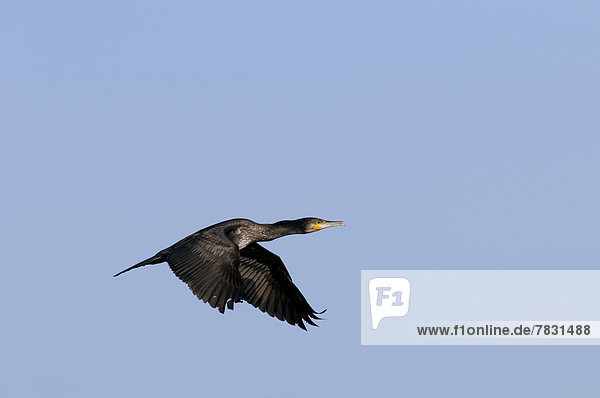 Kormoran  Phalacrocorax carbo  Europa  fliegen  fliegt  fliegend  Flug  Flüge  schwarz  Vogel  Kormoran