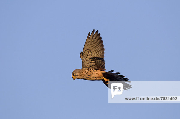 Turmfalke  Falco tinnunculus  Europa  fliegen  fliegt  fliegend  Flug  Flüge  Tier  Vogel