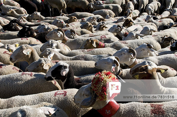 Frankreich  Europa  Tier  Landwirtschaft  Schaf  Ovis aries  Herde  Herdentier  Vogelschwarm  Vogelschar