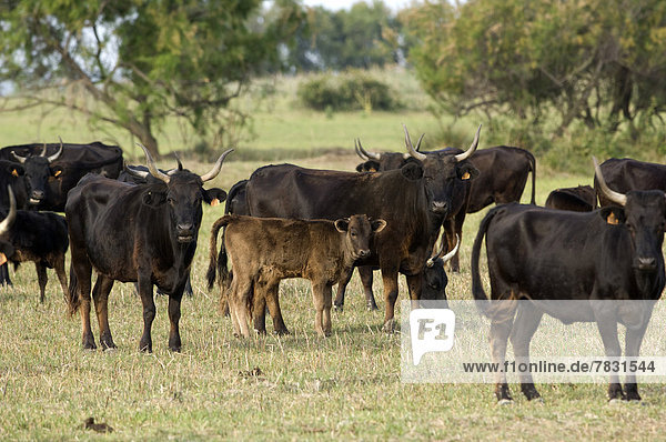 Hausrind  Hausrinder  Kuh  Frankreich  Europa  Tier  Landwirtschaft  Rind  Wiese  Kalb  Camargue  Kuh