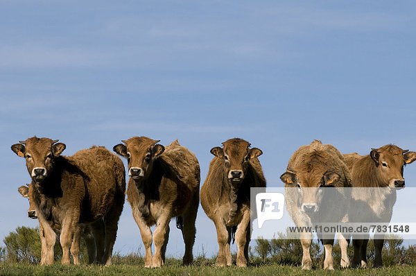 Hausrind  Hausrinder  Kuh  Europa  Tier  Landwirtschaft  Wiese  Kalb
