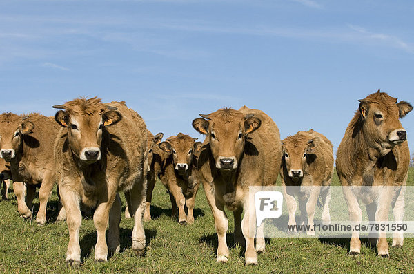 Hausrind  Hausrinder  Kuh  Europa  Tier  Landwirtschaft  Wiese  Kalb