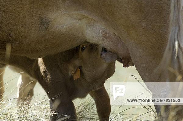 Hausrind  Hausrinder  Kuh  Europa  Tier  Landwirtschaft  kalben  säugend  Kuh