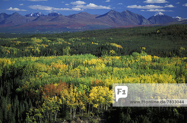 Vereinigte Staaten von Amerika  USA  Gebirge  Nationalpark  Farbaufnahme  Farbe  Berg  Baum  Hügel  Wald  Schneedecke  Ignoranz  Herbst  Denali Nationalpark  Alaska  Gebirgszug