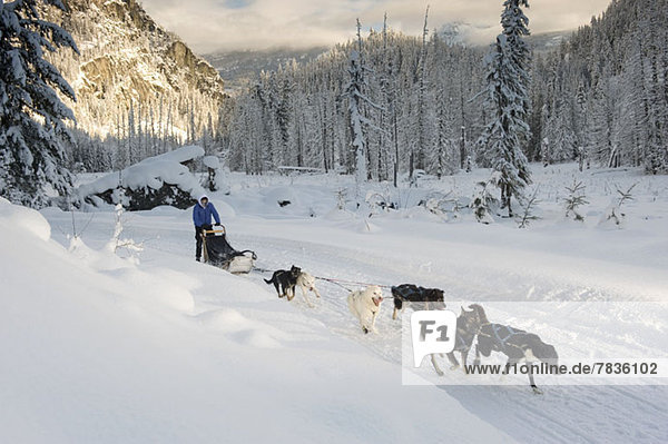 A man on a sled pulled by dogs through a snowy landscape