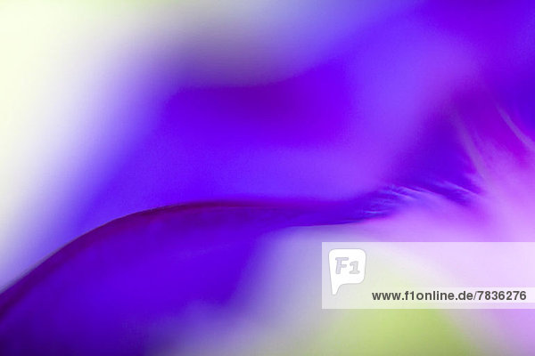 Ätherisches Makro eines lebhaften violetten Stiefmütterchenblatts