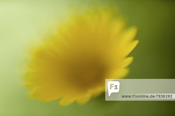 Ein gelbes Gänseblümchen vor grünem Hintergrund  defokussiert