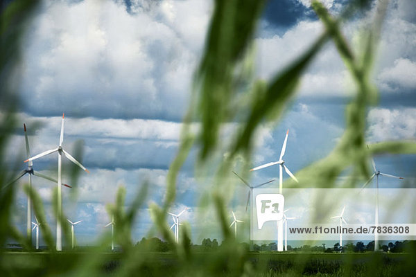 Windkraftanlagen mit Grashalmen im Vordergrund  Schleswig-Holstein  Deutschland