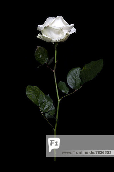 Eine Rose in der Luft vor schwarzem Hintergrund