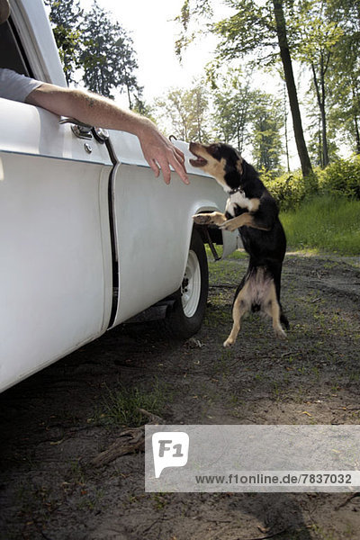Ein Hund springt auf,  um einem Mann in die Hand zu beißen,  der aus einem Autofenster hängt.