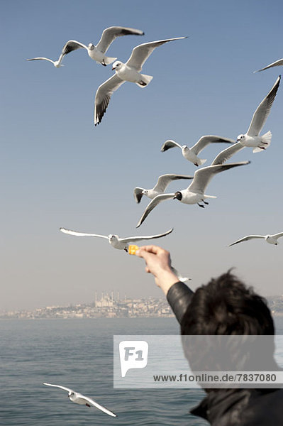 A man feeding seagulls  rear view  Istanbul  Turkey in background