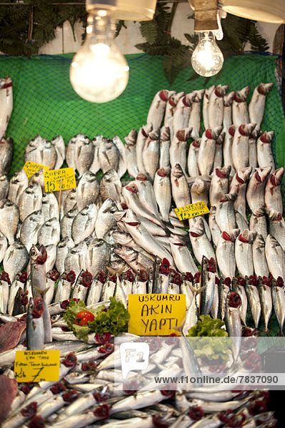 Sardines for sale at a fish market in Istanbul  Turkey