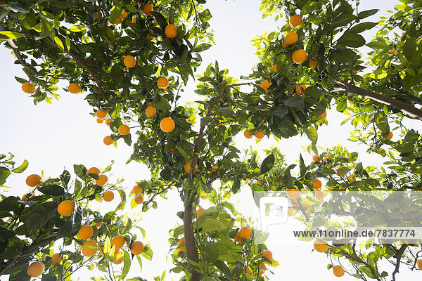 Orangenbäume von unten und Sonne