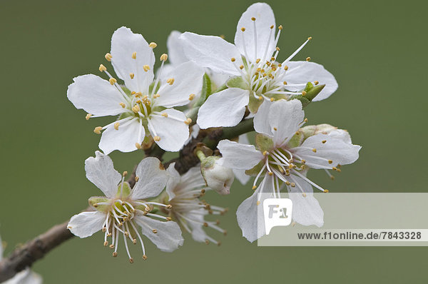 Kirschpflaume (Prunus cerasifera)