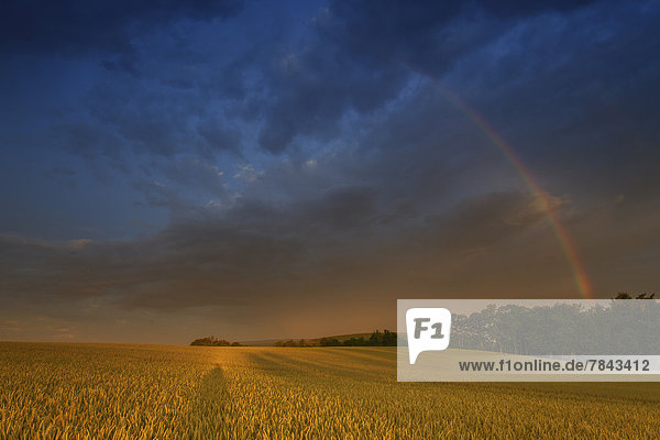 Regenbogen über einem Weizenfeld