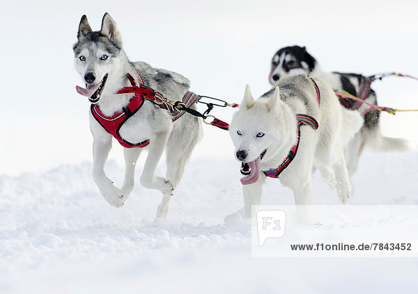 Three sled dogs  Siberian Huskies  sled dog race
