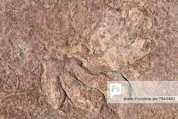 Versteinerte Fußabdrücke eines Dinosauriers  Dilophosaurus  teilweise erhalten  ca. 170 Mio. Jahre alt
