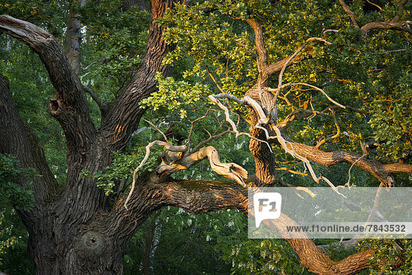 Alte Stieleiche (Quercus robur)