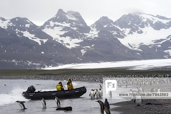 Crew of an expedition cruise ship in a zodiac inflatable boat  surrounded by King Penguins (Aptenodytes patagonicus)