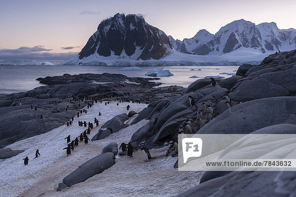 Gentoo Penguins (Pygoscelis papua) on the way from the colony to the sea
