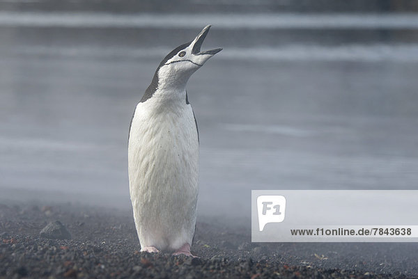 Chinstrap Penguin (Pygoscelis antarctica)  with its wings on its back  calling
