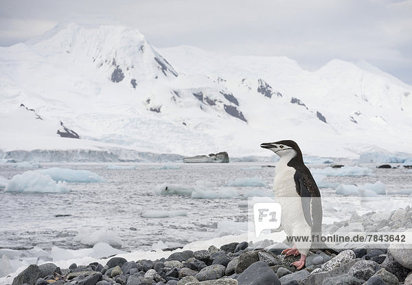 Chinstrap Penguin (Pygoscelis antarctica) standing on a rocky beach in front of a backdrop of glacier-covered mountains