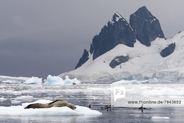 Seeleopard (Hydrurga leptonyx)  Männchen  auf Eisscholle schlafend  und Eselspinguine  auch Rotschnabelpinguine (Pygoscelis papua) schwimmend im Wasser  vor Eisbergen und Bergkulisse
