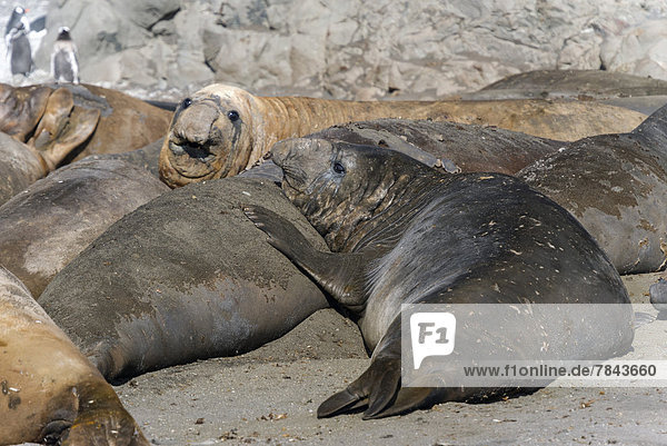 Southern Elephant Seals (Mirounga leonina)  group of adolescent bulls  resting and moulting