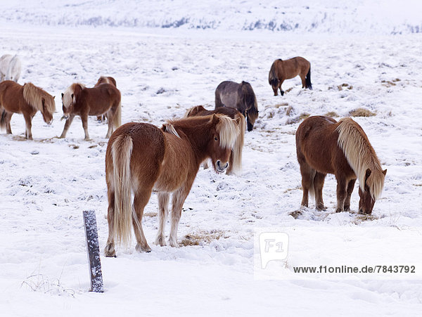 Islandpferde auf einer verschneiten Weide