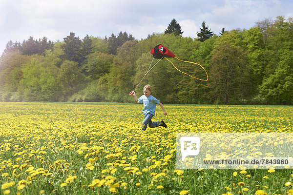 Junge läuft mit Flugdrachen auf Löwenzahnwiese