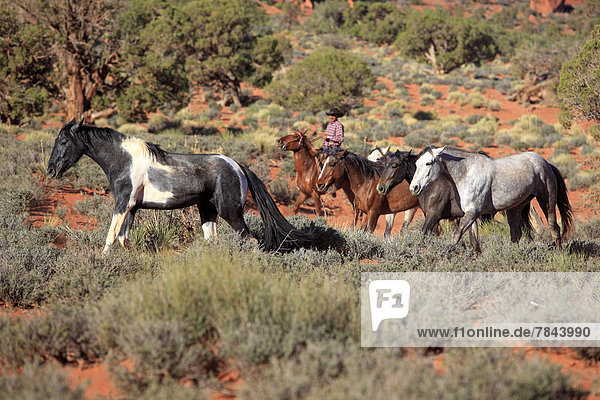 Navajo-Cowboy mit Mustangs