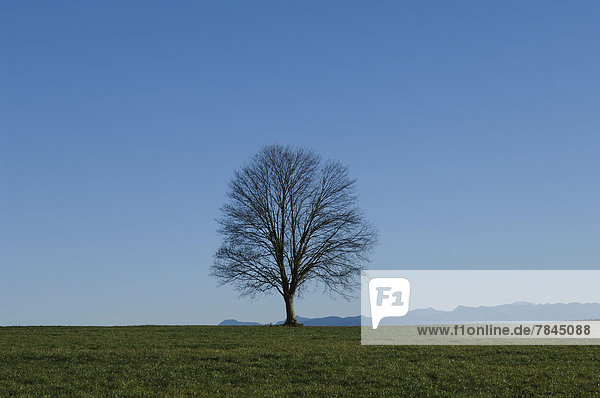 Deutschland  Bayern  Ansicht der Landschaft mit Einzelbaum