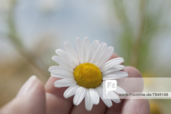 Germany  Bavaria  Human hand holding chamomile flower  close up