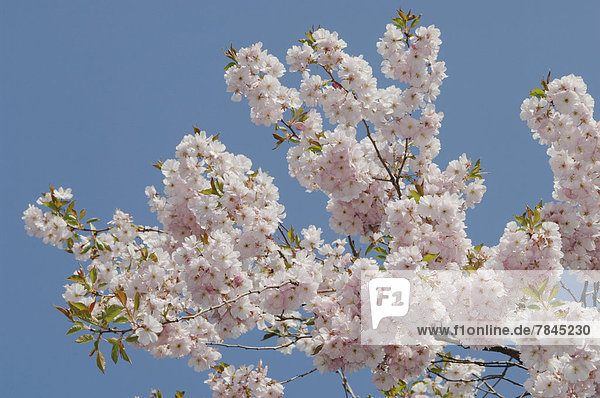 Deutschland  Bayern  Japanische Kirschblüte gegen blauen Himmel