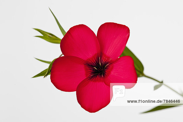 Red flax flower against white background, close up