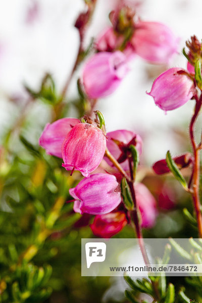 Glockenheidekrautblume vor weißem Hintergrund  Nahaufnahme
