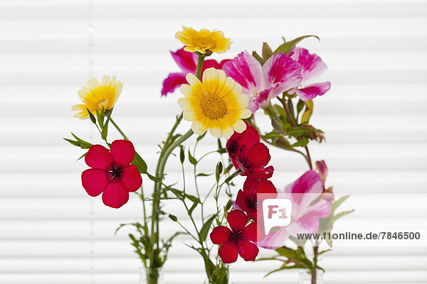 Different meadow and wild flowers against white background  close up