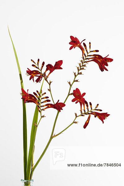 Montbretia flower against white background  close up