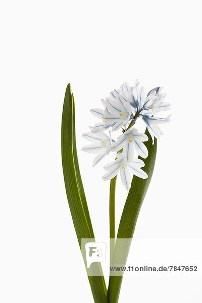 Apollo Zwerg Hyazinthe Blumen vor weißem Hintergrund  Nahaufnahme