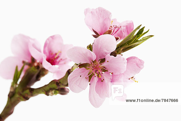 Peach blossoms against white background  close up
