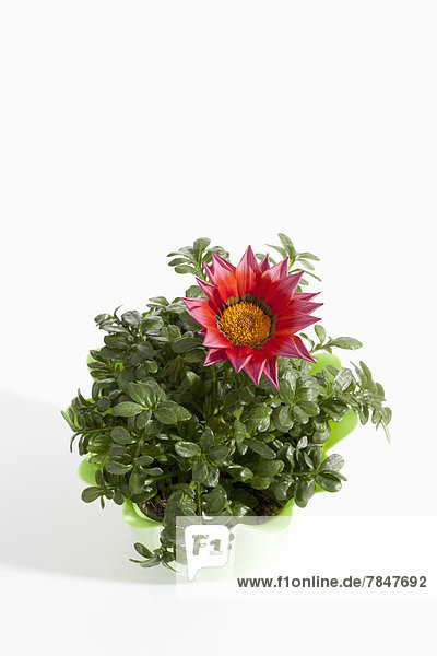 Potted plant of red gazania blossom on white background  close up