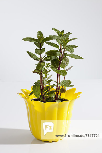 Potted plant of Japanese Mint on white background  close up