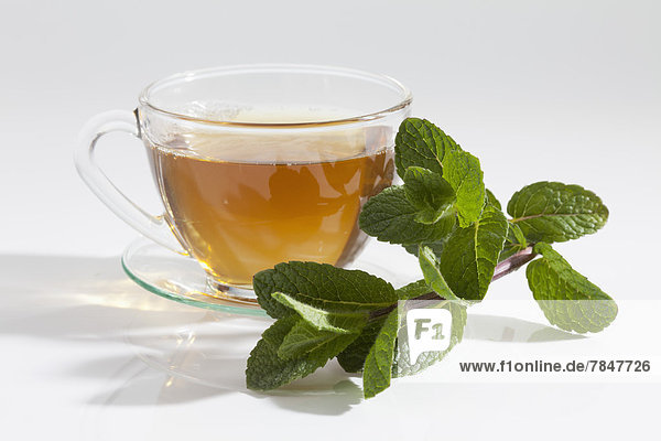Moroccan mint with cup of mint tea on white background  close up