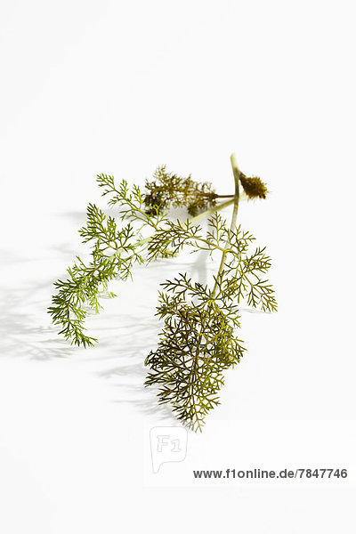 Sweet fennel on white background  close up